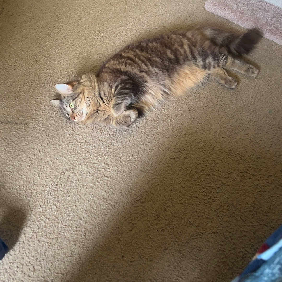 Twiggy joined the competition — help win amazing prizes! animal, architecture, building, cat, furniture, indoors, interiordesign, jar, kitten, livingroom, manx, person, pet, photography, plant, pottedplant, room, sleeping, table, wood