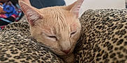 Maya is registered to the contest to win money with this photo: cat, sleeping, closeup, leopard_print, cushion, cozy, resting, indoor, pet, whiskers, fur, relaxation, soft, nap, domestic_animal, comfort, animal, cute, feline, home