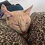 cat, sleeping, closeup, leopard_print, cushion, cozy, resting, indoor, pet, whiskers, fur, relaxation, soft, nap, domestic_animal, comfort, animal, cute, feline, home