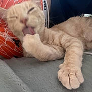 Maya joined the competition — help win amazing prizes! cat, paw, licking, orange_background, soft_surface, feline, fur, indoor, close_up, pet, relaxed, cute, whiskers, animal, domestic, blurred, tongue, claw, resting, cozy