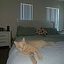cat, orange_tabby, bed, blanket, pillow, nightstand, window, vertical_blinds, indoor, pet, feline, relaxed, curious, home, furniture, light, room, comfort, domestic, resting