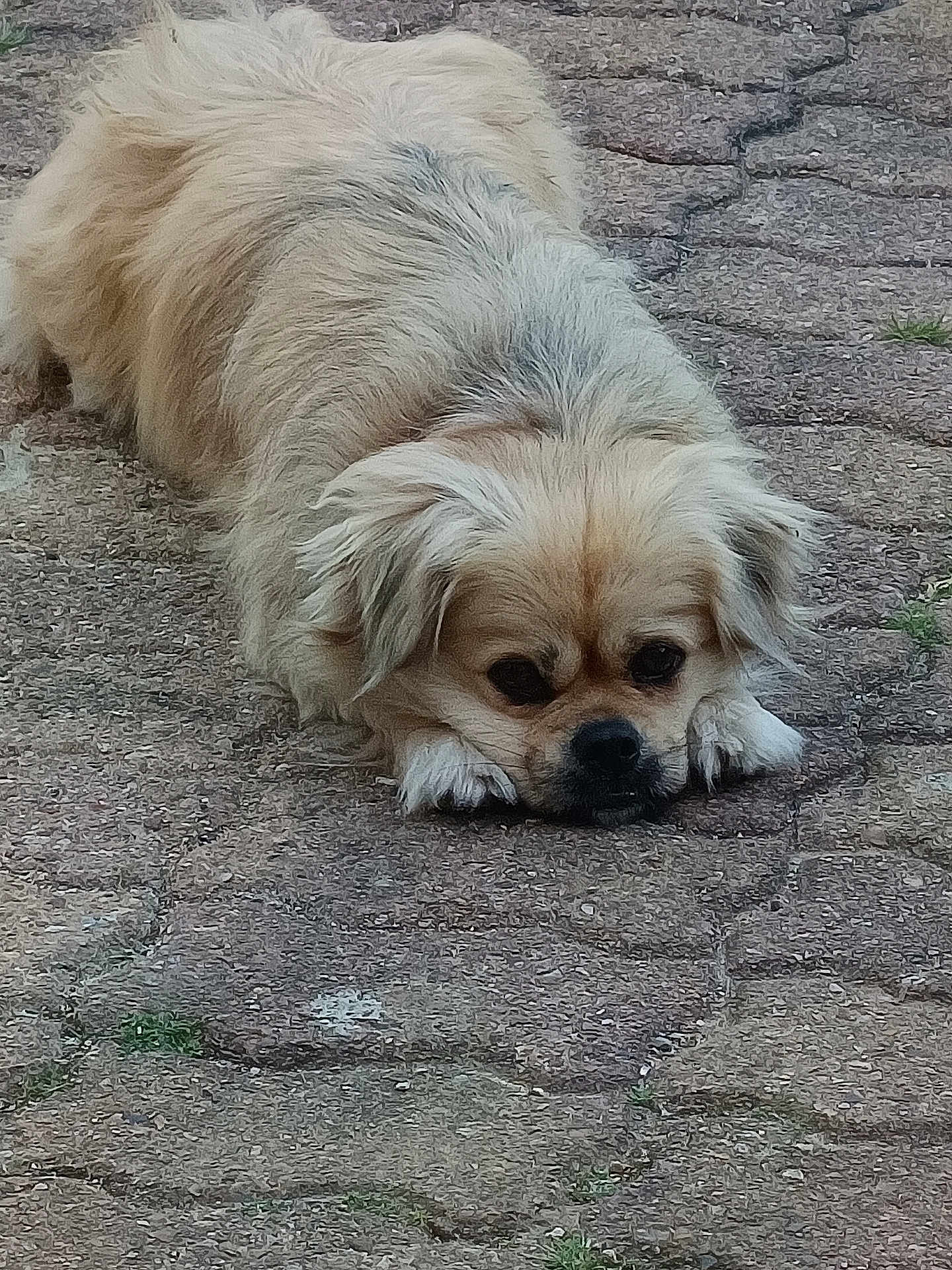 Rocxi participe au concours pour gagner de l'argent avec cette photo : animal, beige, calm, canine, closeup, companion, cute, dog, ears, face, fluffy, fur, ground, lying_down, outdoor, pavement, paws, pet, quiet, resting