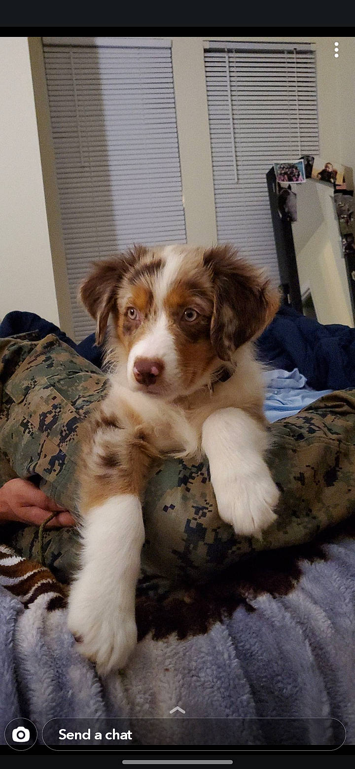 Chevy is registered to the contest to win money with this photo: australian_collie, australian_shepherd, canidae, carnivore, companion_dog, dog, dog_breed, mammal, miniature_australian_shepherd, puppy, rare_breed_dog, sporting_group, vertebrate