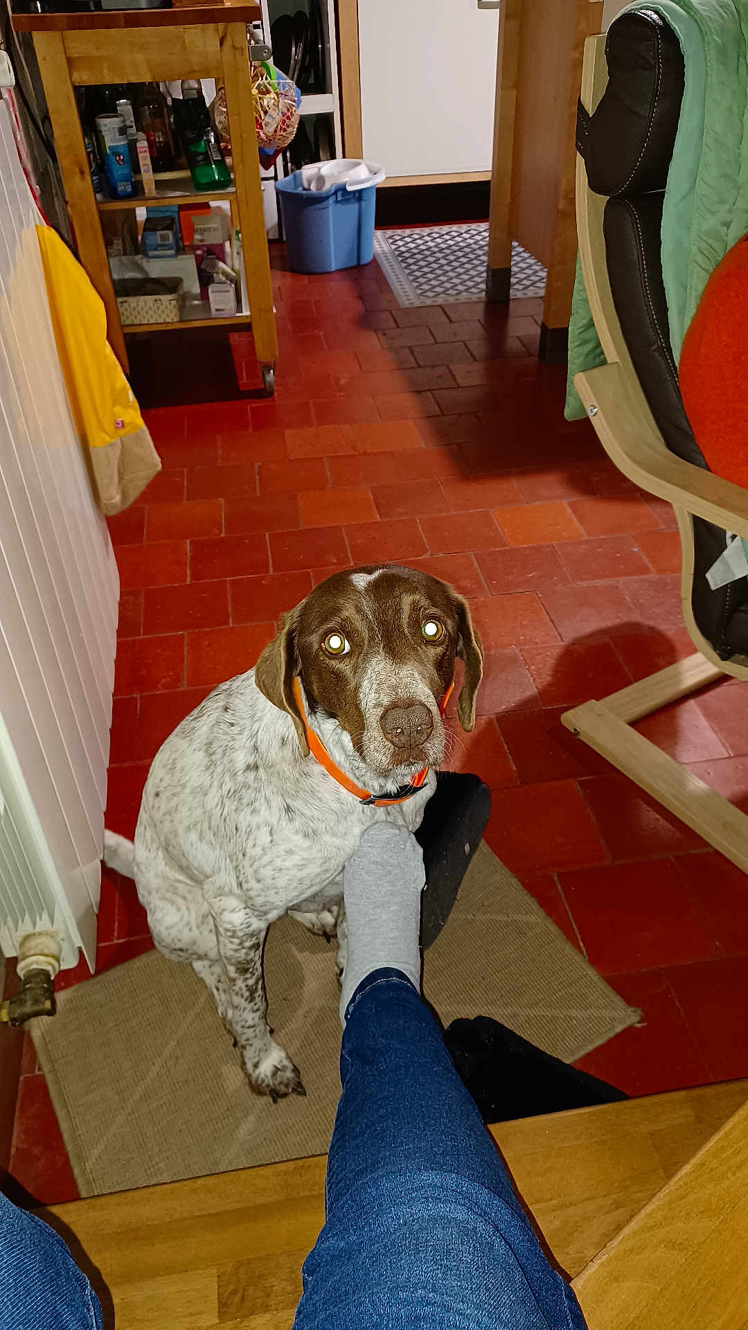 Morgane participe au concours pour gagner de l'argent avec cette photo : dog, indoor, floor, rug, person, foot, sock, orange_collar, brown_and_white, tile_floor, kitchen, chair, cabinet, wooden_furniture, radiator, pet, looking_up, seated, domestic, cozy