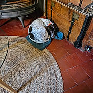 Morgane a rejoint le concours — aidez-le/la à gagner de superbes lots ! dog, indoor, fireplace, wooden_chest, rug, floor, tile_floor, curled_up, resting, brown_and_white, collar, home, cozy, warm, quiet, domestic, pet, relaxing, vintage, furniture