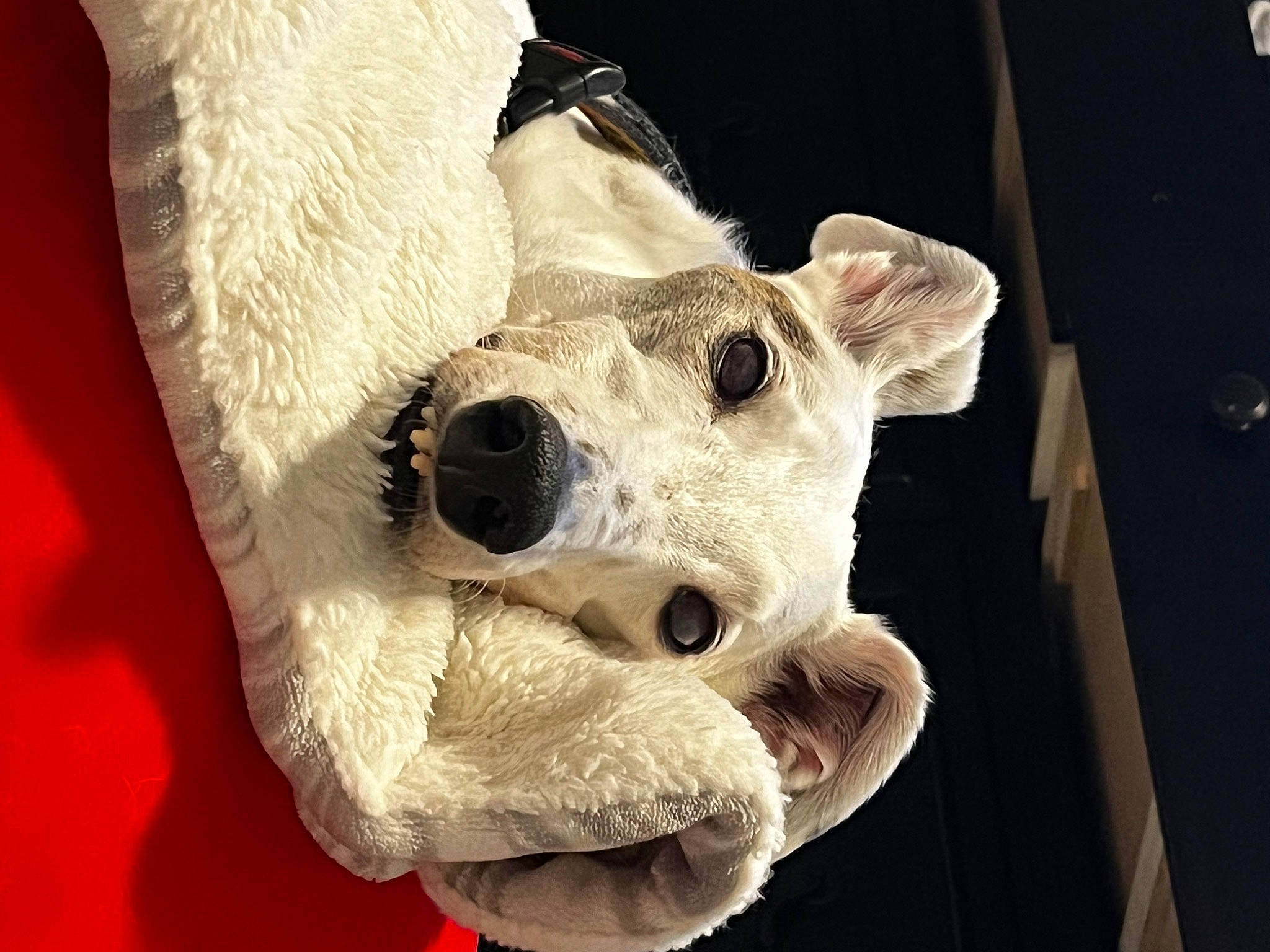 Cake joined the competition — help win amazing prizes! art, artifact, bear, bone, canidae, carmine, eyewear, fawn, fur, jaw, non_sporting_group, plush, snout, stuffed_toy, teddy_bear, toy, whiskers, wood, working_animal