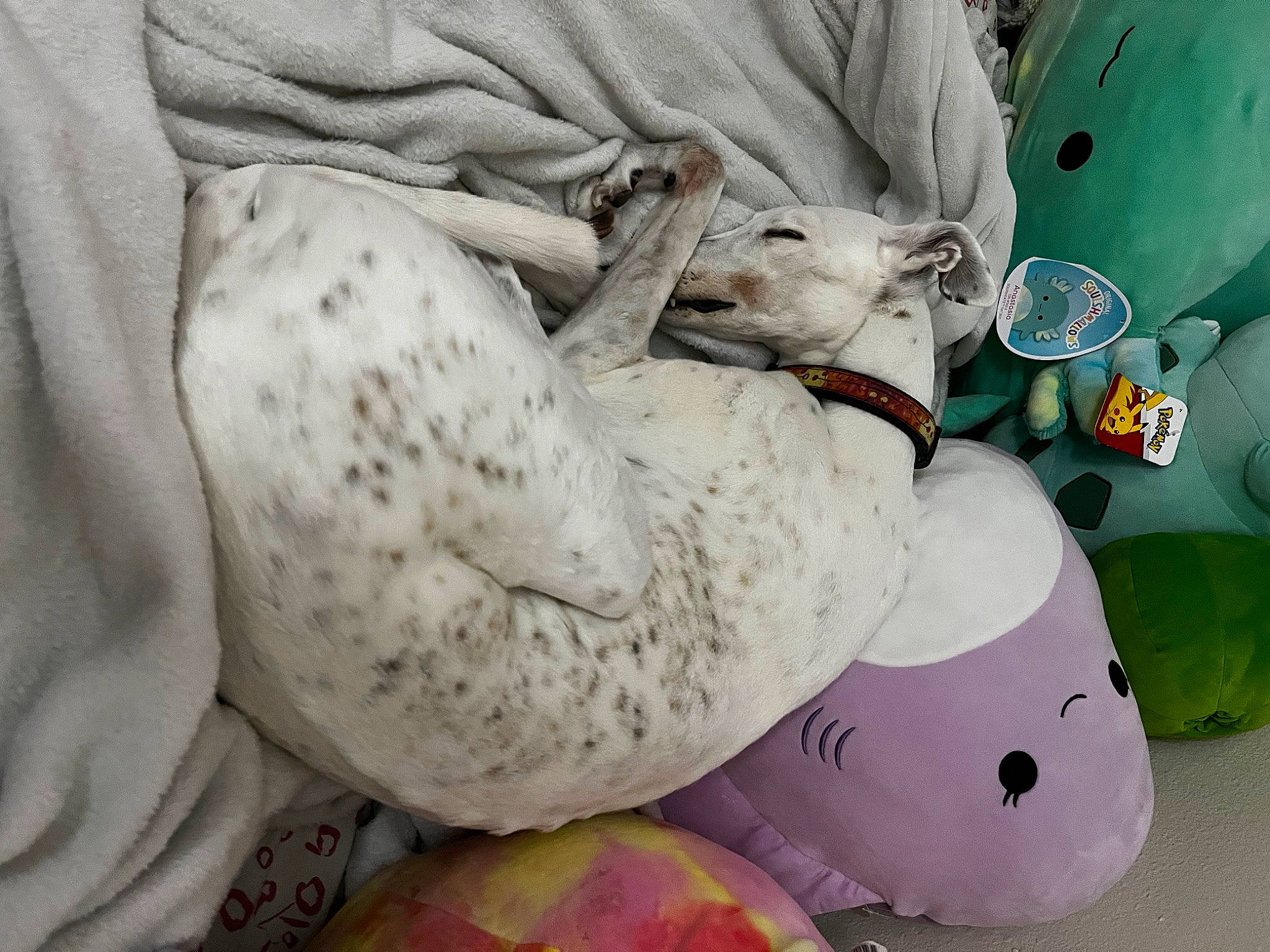 Cake joined the competition — help win amazing prizes! canidae, carnivore, comfort, comfort_food, companion_dog, dog, dog_breed, linens, non_sporting_group, snout, sporting_group, white