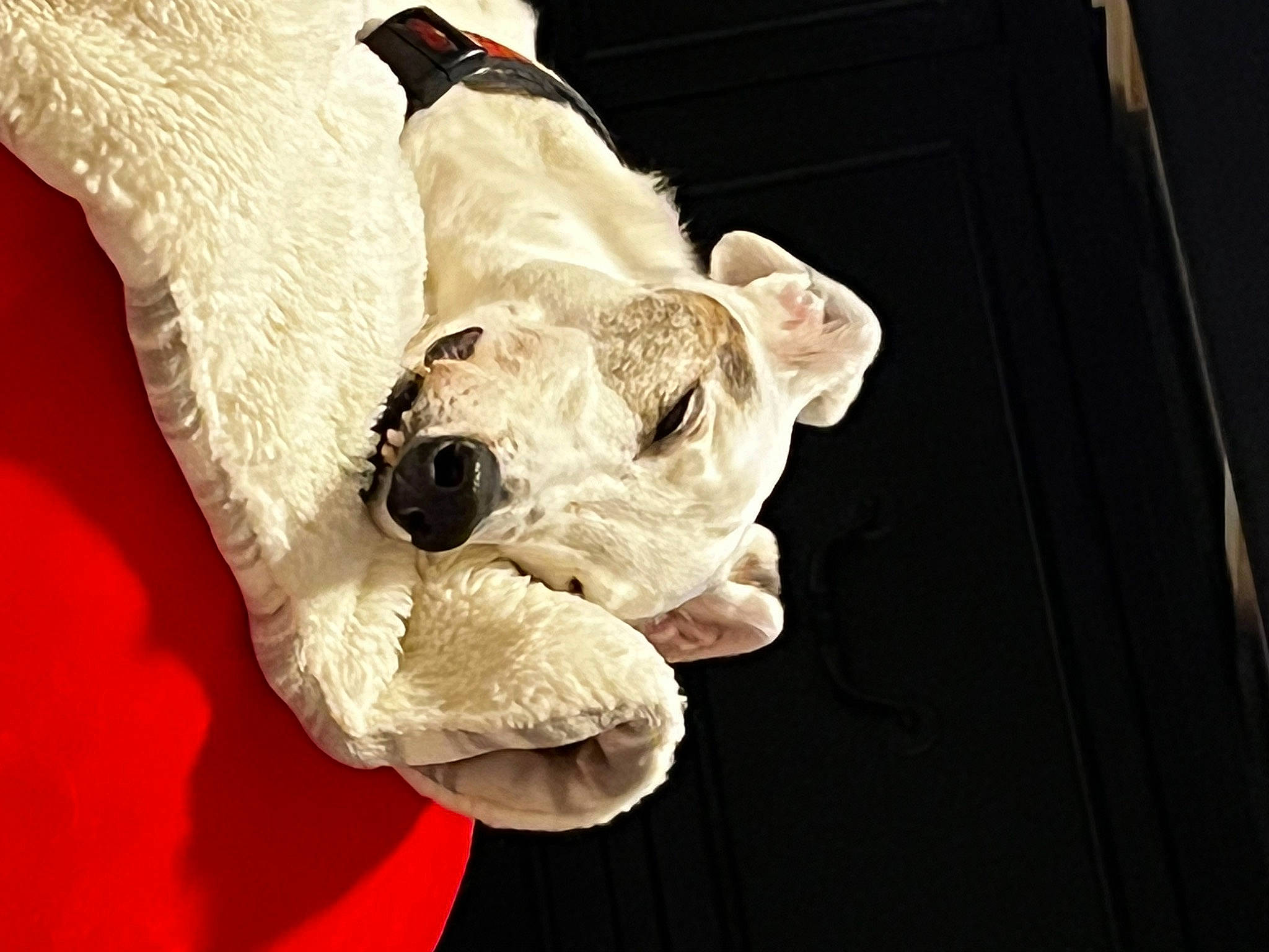 Cake is registered to the contest to win money with this photo: canidae, carmine, carnivore, comfort, companion_dog, couch, dog_breed, eyewear, fashion_accessory, fur, gesture, human_body, linens, sleeve, sporting_group, stuffed_toy, sunglasses, teddy_bear, toy, wrist