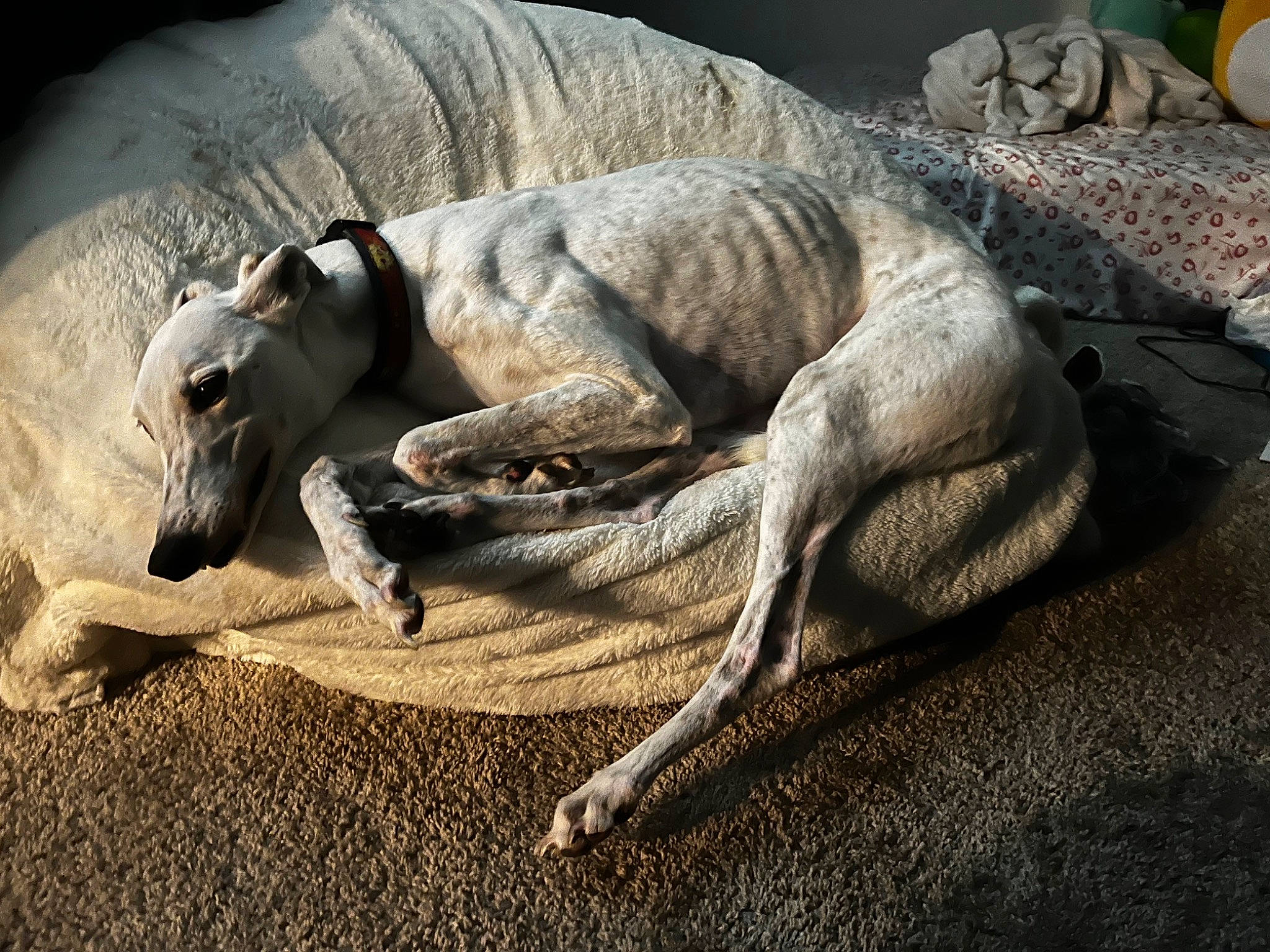 Cake is registered to the contest to win money with this photo: art, carnivore, claw, dog, dog_breed, extinction, fawn, felidae, landscape, magyar_agar, monitor_lizard, non_sporting_group, sighthound, snout, soil, sporting_group, tail, terrestrial_animal, wildlife, wood