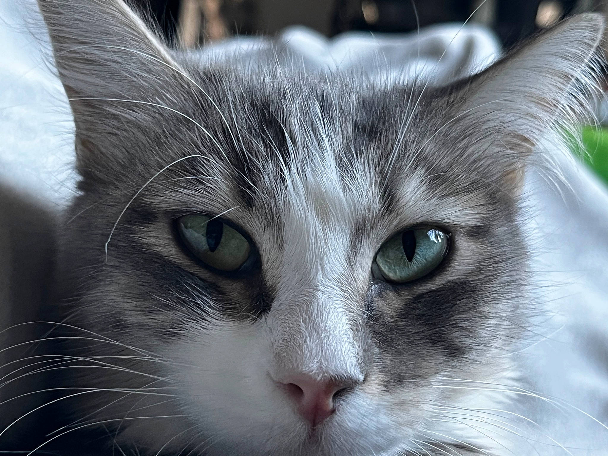 Wanda is registered to the contest to win money with this photo: art, carnivore, cat, close_up, domestic_short_haired_cat, eye, felidae, fur, hair, head, human_body, plant, small_to_medium_sized_cats, snout, tree, whiskers, wildlife, window