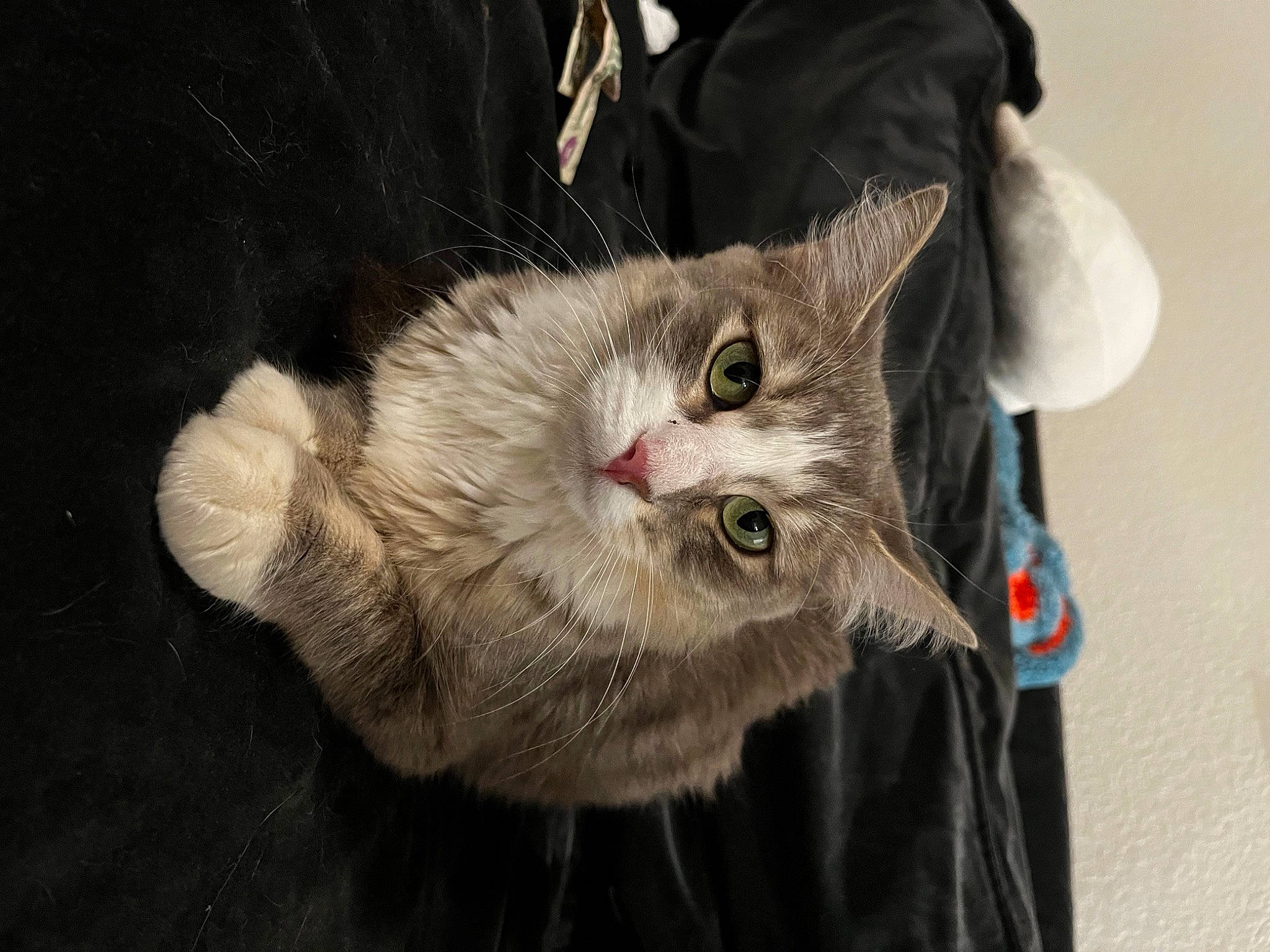 Wanda is registered to the contest to win money with this photo: carnivore, cat, claw, domestic_short_haired_cat, eye, felidae, fur, glasses, head, paw, plant, small_to_medium_sized_cats, snout, tail, whiskers