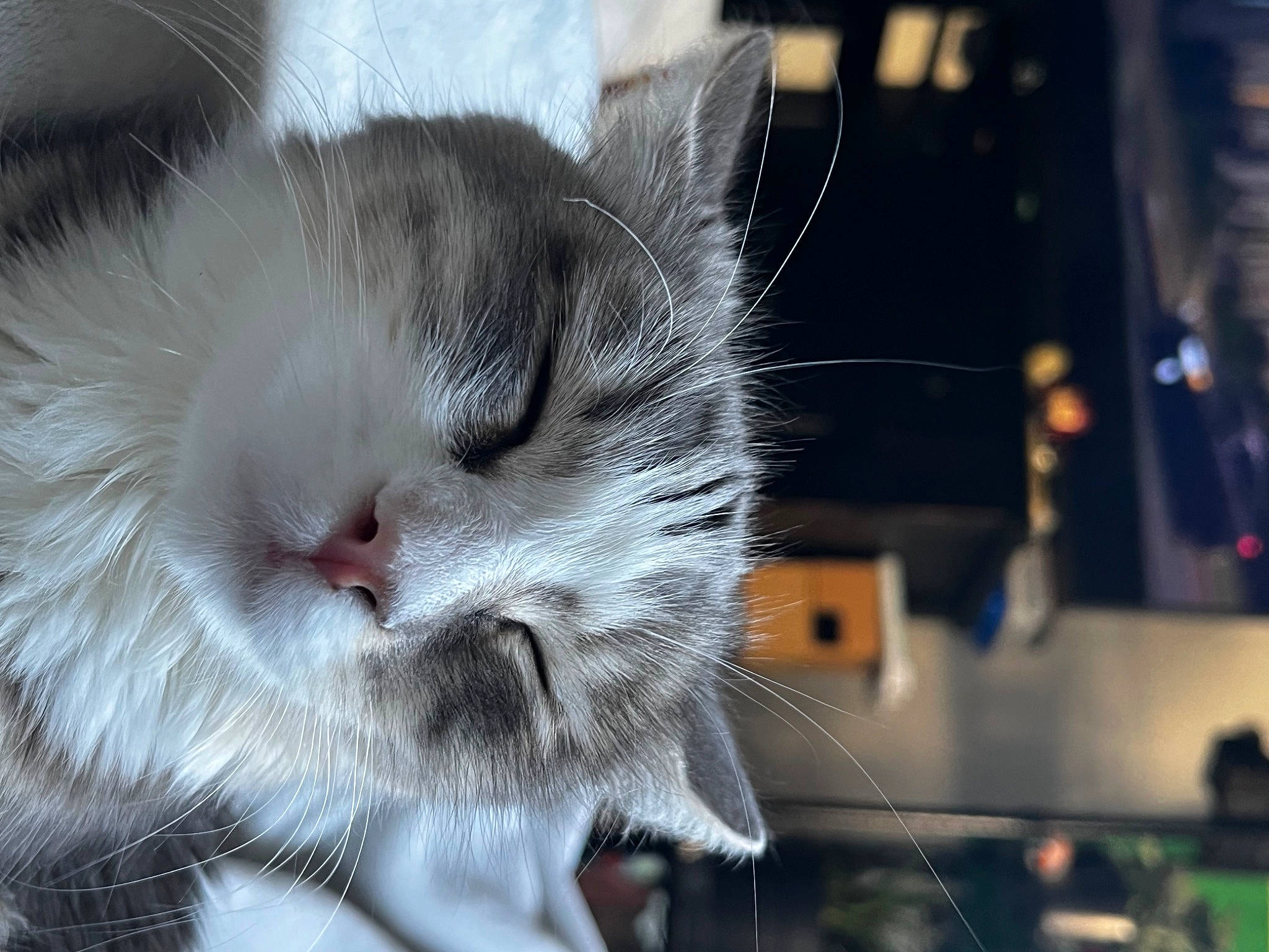 Wanda joined the competition — help win amazing prizes! carnivore, cat, claw, domestic_short_haired_cat, felidae, fur, paw, small_to_medium_sized_cats, snout, tail, whiskers