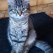 Gaya participe au concours pour gagner de l'argent avec cette photo : cat, kitten, tabby, sitting, necklace, pearl_necklace, pet, feline, indoor, fur, whiskers, ears, tail, floor, tile_floor, black_mat, cute, domestic_animal, animal, portrait