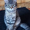 cat, kitten, tabby, sitting, necklace, pearl_necklace, pet, feline, indoor, fur, whiskers, ears, tail, floor, tile_floor, black_mat, cute, domestic_animal, animal, portrait