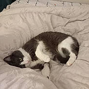 Bounty a rejoint le concours — aidez-le/la à gagner de superbes lots ! abyssinian, animal, bed, bedroom, blanket, cat, computer, couch, electronics, furniture, homedecor, indoors, kitten, linen, manx, person, pet, quilt, room, sleeping