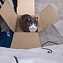 abyssinian, animal, box, cardboard, carton, cat, computer, electronics, indoors, kitten, laptop, manx, package, packagedelivery, pc, person, pet
