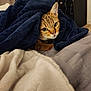 cat, tabby, blanket, bed, indoor, cozy, fur, pet, animal, curious, ears, eyes, whiskers, soft, comfort, resting, furniture, home, warm, cute