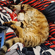 Azur participe au concours pour gagner de l'argent avec cette photo : cat, tabby, sleeping, curled_up, blanket, patterned_blanket, orange, black, white, striped, paw, tail, fur, cozy, indoor, resting, cute, pet, animal, relaxed