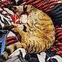 cat, tabby, sleeping, curled_up, blanket, patterned_blanket, orange, black, white, striped, paw, tail, fur, cozy, indoor, resting, cute, pet, animal, relaxed