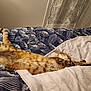 cat, tabby, sleeping, bed, blanket, feline, cozy, indoor, resting, striped, fur, pet, domestic_animal, comfort, relaxation, animal, mammal, whiskers, paws, peaceful