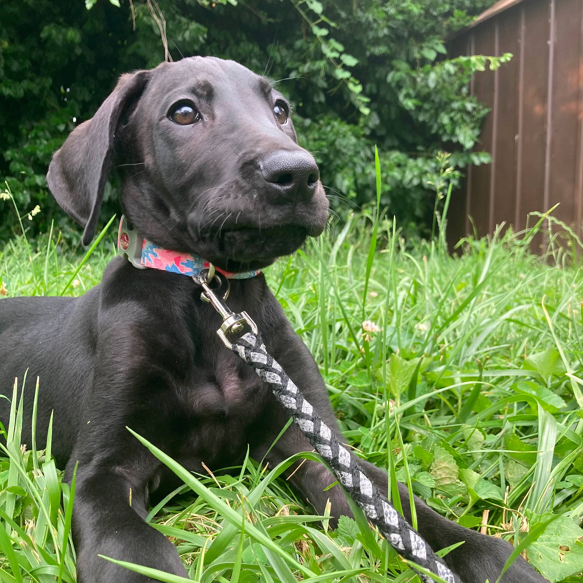 Duchess joined the competition — help win amazing prizes! borador, canidae, carnivore, collar, companion_dog, dog, dog_breed, dog_collar, grass, groundcover, gun_dog, herb, liver, pet_supply, plant, shrub, snout, sporting_group, tree, working_animal