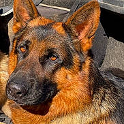 Scout participe au concours pour gagner de l'argent avec cette photo : animal, black, brown, canine, car, close_up, dog, ears, eyes, fur, german_shepherd, leather, muzzle, outdoor, pet, portrait, resting, seat, sunlight, vehicle