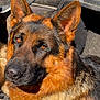 animal, black, brown, canine, car, close_up, dog, ears, eyes, fur, german_shepherd, leather, muzzle, outdoor, pet, portrait, resting, seat, sunlight, vehicle