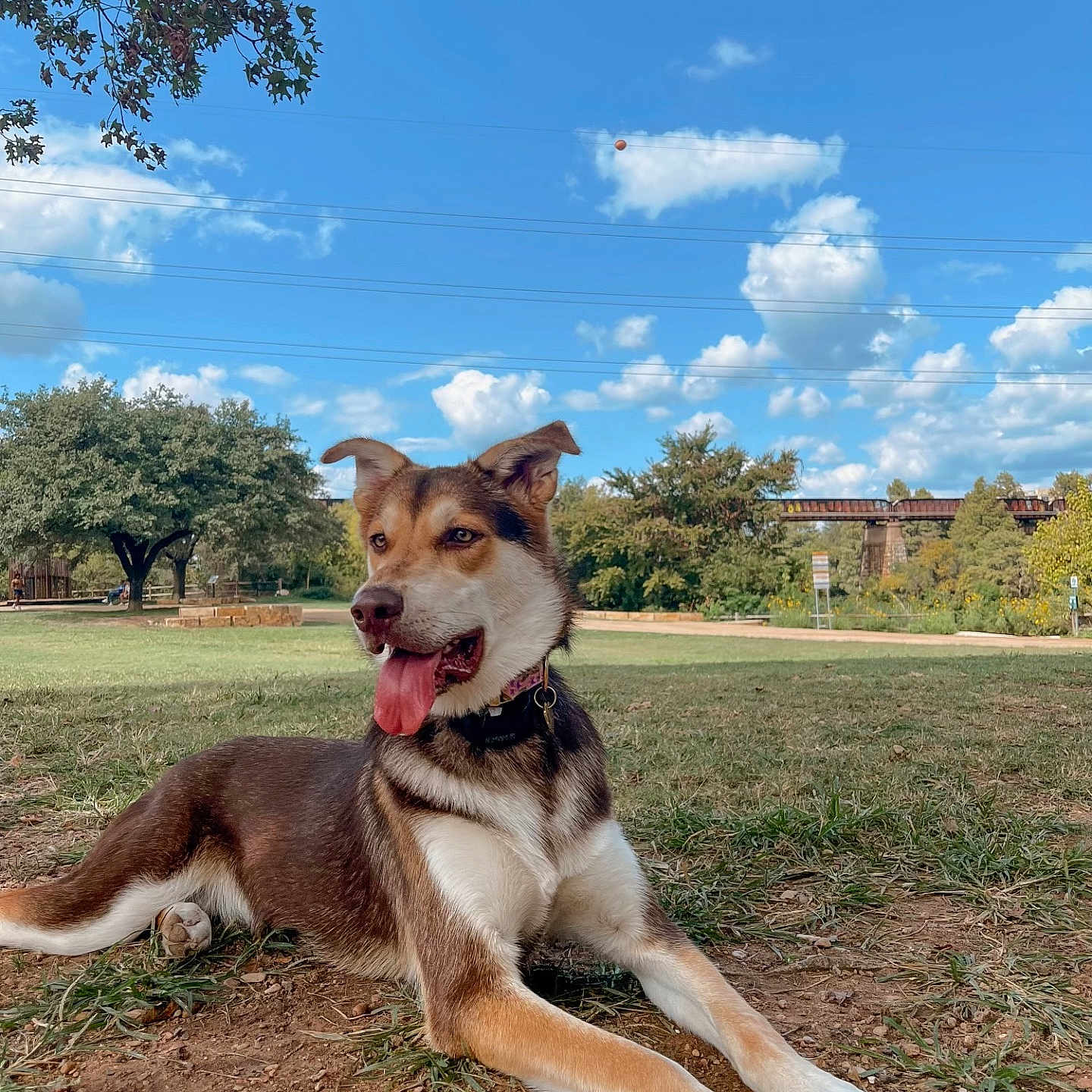 Bear is registered to the contest to win money with this photo: animal, architecture, building, canine, dog, grass, horizon, husky, nature, outdoors, park, person, pet, plant, puppy, racket, shelter, sky, tree, vegetation