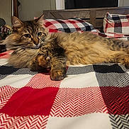 Diamond is registered to the contest to win money with this photo: animal, bed, cat, checkered_pattern, cozy, curious, cute, domestic, eyes, feline, fluffy, fur, indoor, paw, pet, quilt, relaxed, resting, tabby, whiskers