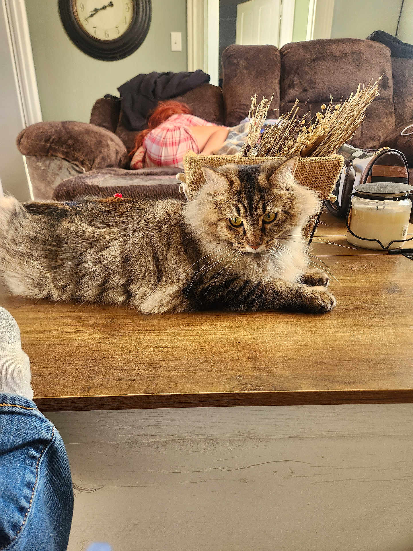 Diamond joined the competition — help win amazing prizes! cat, tabby, furniture, table, couch, person, indoor, clock, pajamas, plant, basket, wood, cozy, pet, relaxing, brown, living_room, sleeping, decor, fluffy