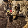 Diamond is registered to the contest to win money with this photo: cat, tabby, fluffy, toy_mouse, feather, couch, brown, pet, animal, whiskers, fur, claw, paw, indoor, relaxed, playful, closeup, cute, domestic_cat, mammal
