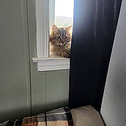 Diamond is registered to the contest to win money with this photo: cat, fluffy, window, windowsill, curtain, plaid_blanket, pillow, indoor, pet, feline, cozy, daylight, resting, curious, brown, striped, fur, animal, home, quiet