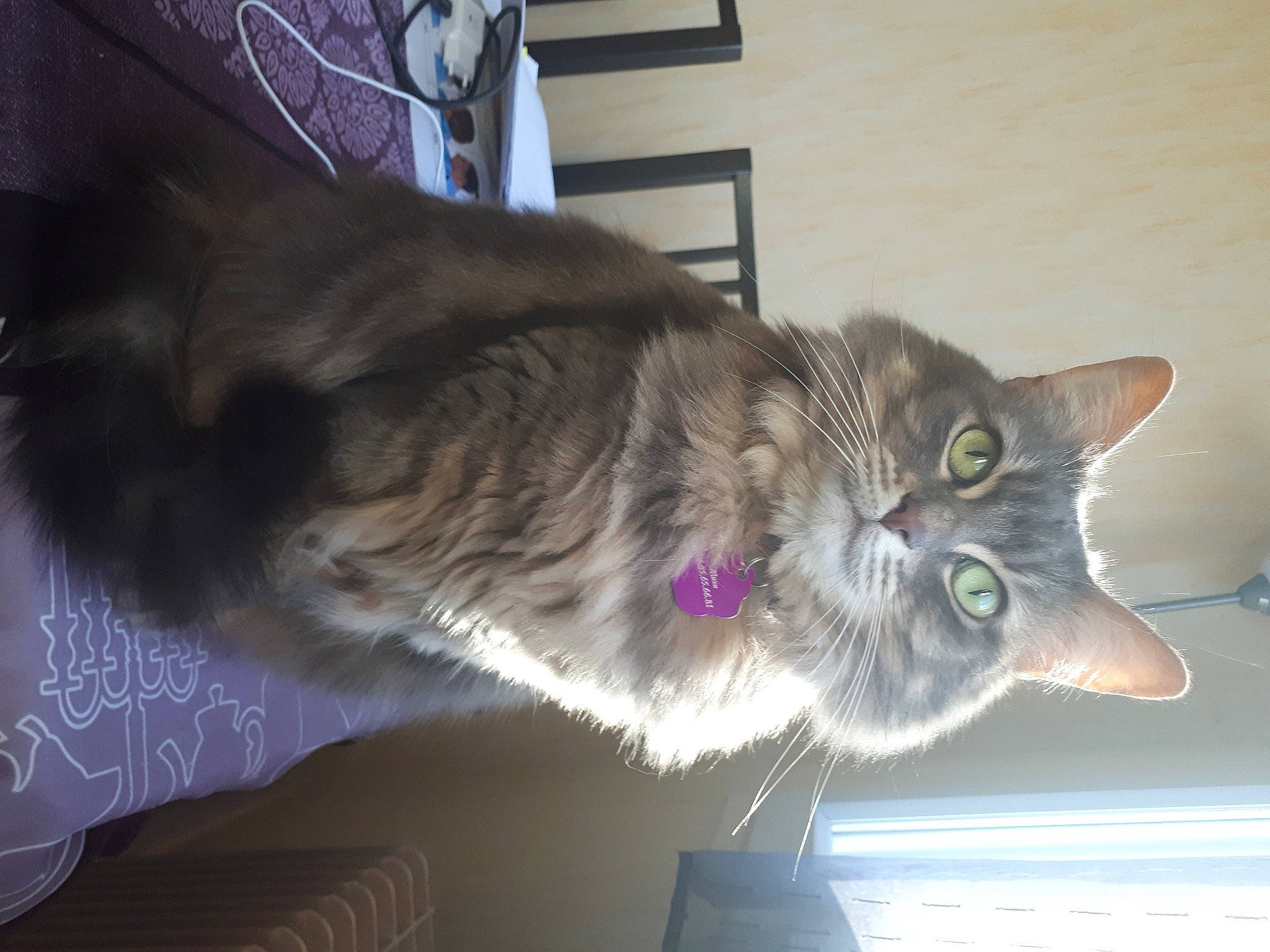 Muxu a rejoint le concours — aidez-le/la à gagner de superbes lots ! carnivore, cat, comfort, domestic_short_haired_cat, door, felidae, fur, paw, plant, small_to_medium_sized_cats, snout, tail, whiskers, window