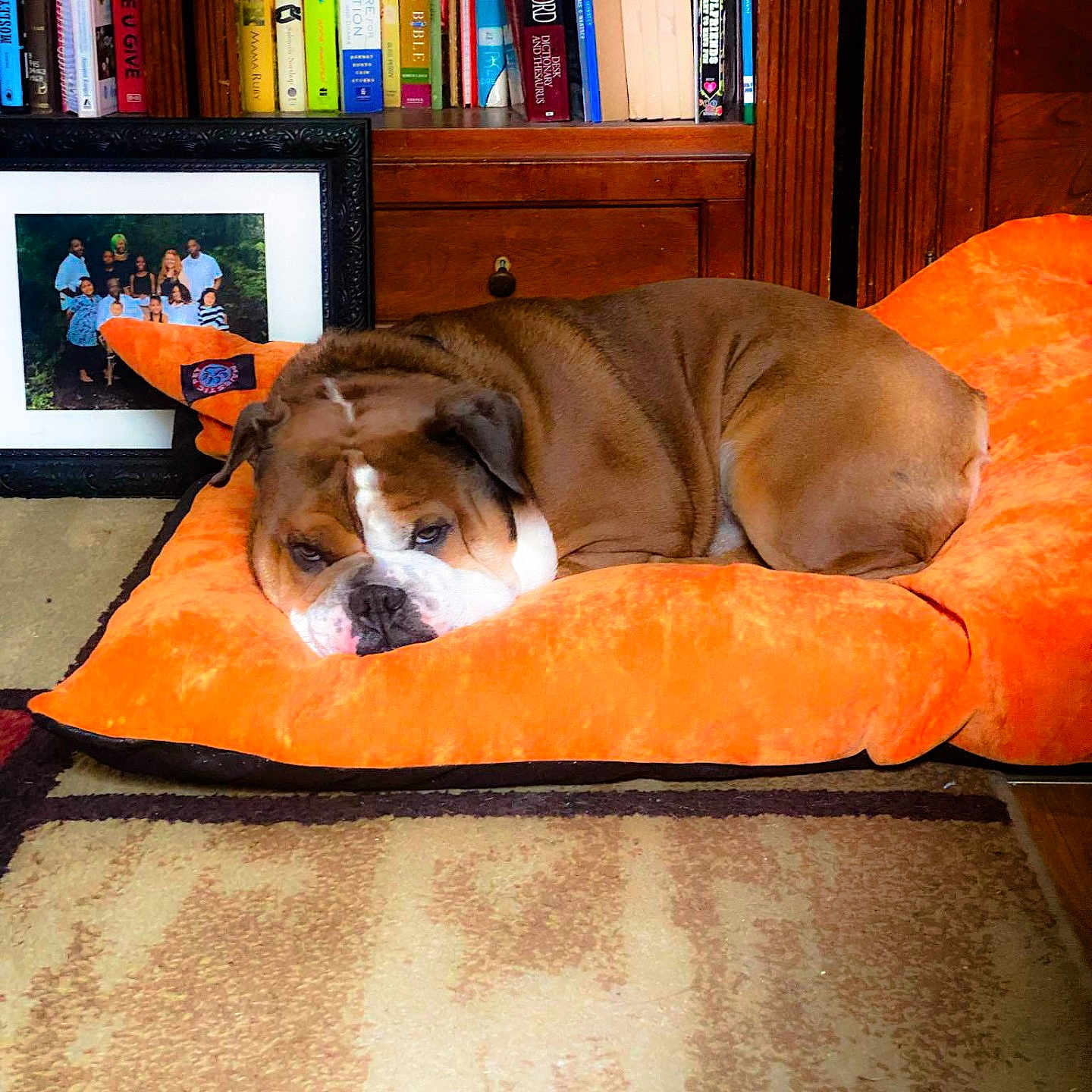 Prince Charrley is registered to the contest to win money with this photo: animal, architecture, art, bookcase, boxer, building, bulldog, canine, couch, cushion, dog, furniture, indoors, livingroom, painting, person, pet, puppy, room, shelf