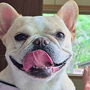 Poppie is registered to the contest to win money with this photo: dog, french_bulldog, tongue_out, pet, indoor, collar, close_up, happy, cute, animal, mammal, face, ears, smiling, domestic_animal, canine, friendly, house, window, tongue