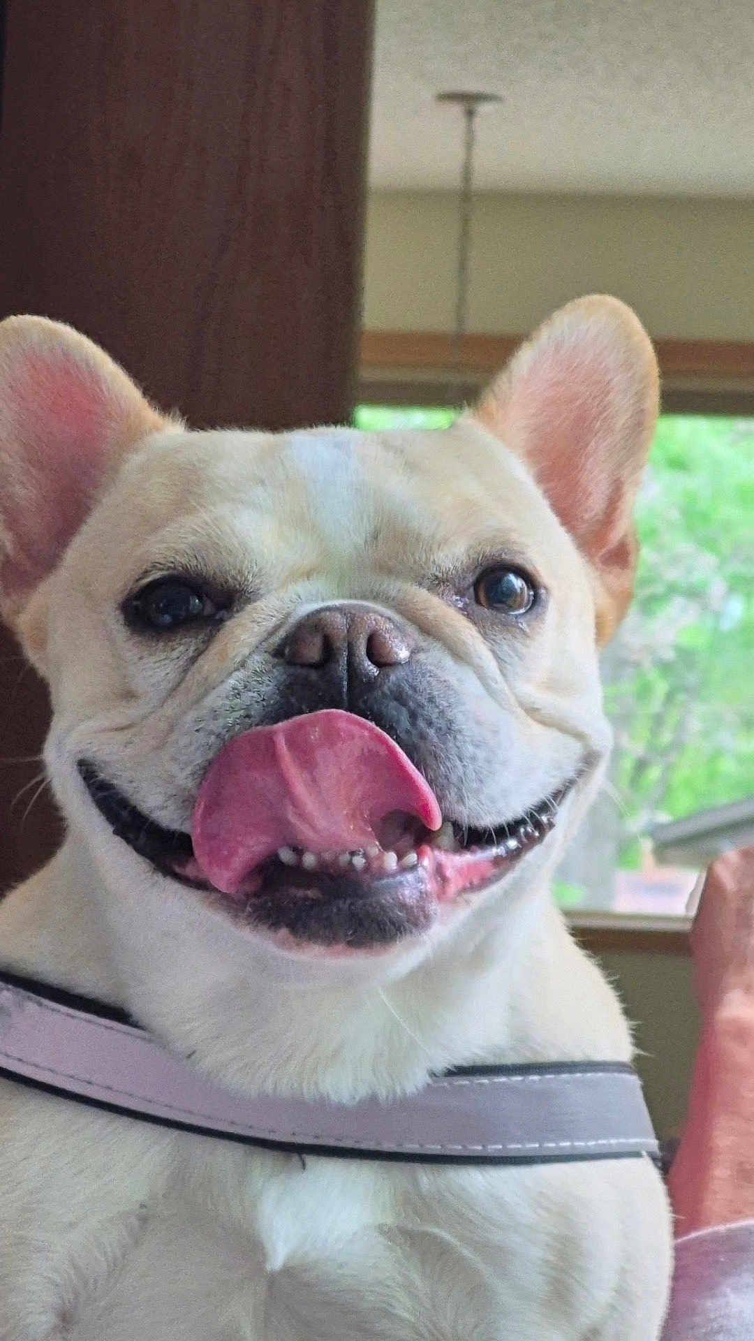Poppie is registered to the contest to win money with this photo: dog, french_bulldog, tongue_out, pet, indoor, collar, close_up, happy, cute, animal, mammal, face, ears, smiling, domestic_animal, canine, friendly, house, window, tongue