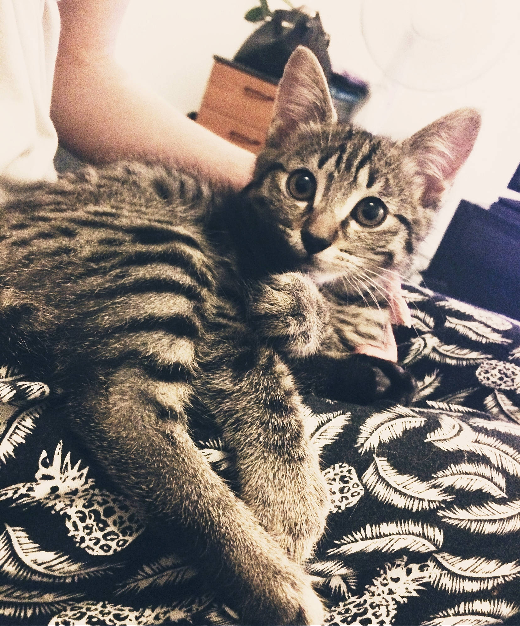 Bambi a rejoint le concours — aidez-le/la à gagner de superbes lots ! american_shorthair, asian, california_spangled, carnivore, cat, domestic_short_haired_cat, dragon_li, egyptian_mau, european_shorthair, eye, felidae, fur, kitten, ocicat, pixie_bob, small_to_medium_sized_cats, tabby_cat, toyger, whiskers, wild_cat