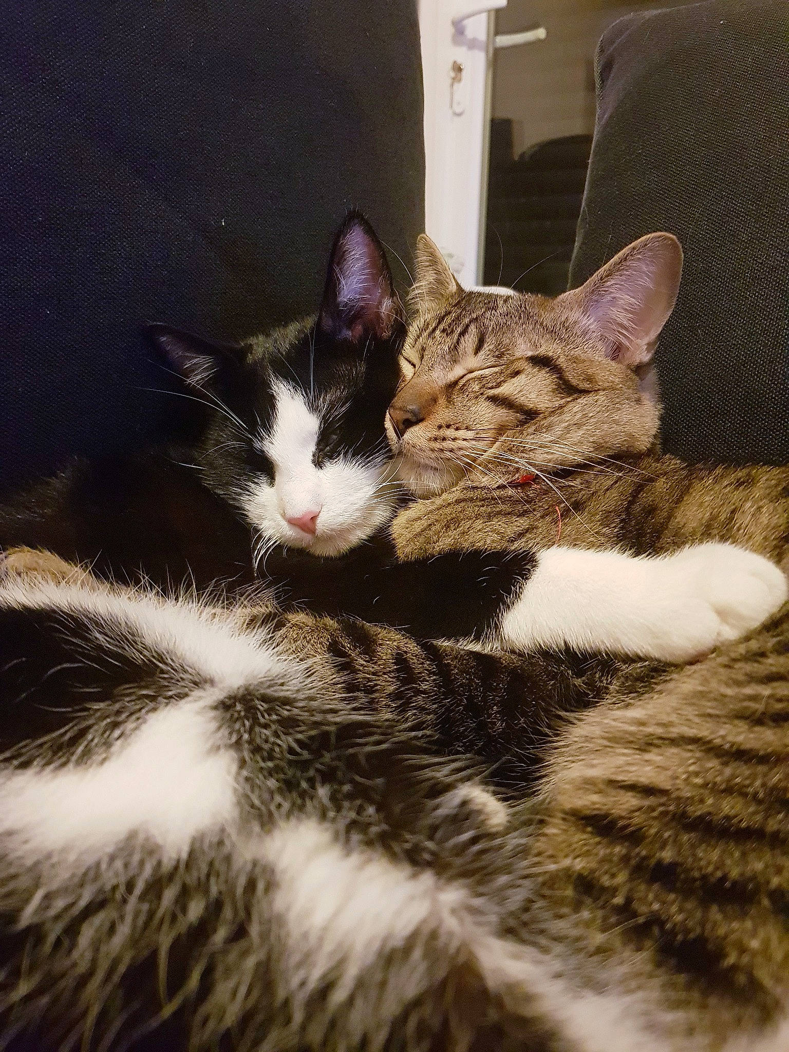 Bambi participe au concours pour gagner de l'argent avec cette photo : aegean_cat, american_wirehair, asian, carnivore, cat, domestic_short_haired_cat, dragon_li, ear, european_shorthair, felidae, fur, german_rex, kitten, mammal, nose, small_to_medium_sized_cats, snout, tabby_cat, vertebrate, whiskers