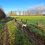 blue_sky, canine, clouds, daytime, dog, dogs, fence, field, grass, landscape, leafless_trees, muddy_path, nature, open_space, outdoor, pets, rural, sunlight, trees, walking