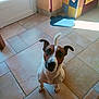 animal, brown_and_white, companion, curious, cute, dog, domestic, ears, floor, home, indoor, kitchen, looking_up, paw_mat, pet, shadow, sitting, small_dog, sunlight, tile_floor