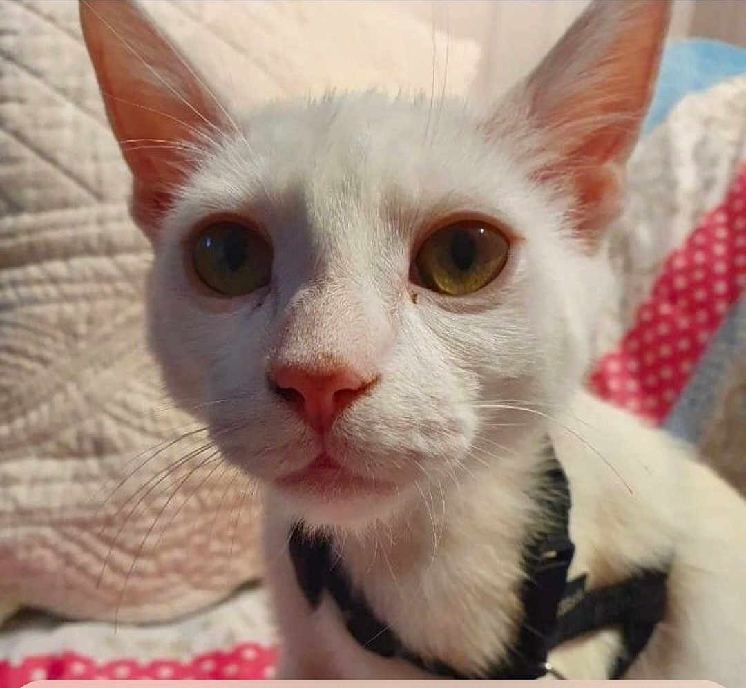 Oggy participe au concours pour gagner de l'argent avec cette photo : cat, white_cat, close_up, pet, animal, whiskers, collar, indoor, quilt, bedspread, face, ears, fur, eyes, curious, looking, domestic_cat, mammal, cute, feline