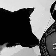 Ashkann participe au concours pour gagner de l'argent avec cette photo : dog, pregnant_belly, black_and_white, lace, necklace, side_view, indoor, curious, animal, human_body, intimate, silhouette, close_up, shadow, monochrome, pet, maternity, touch, waiting, black_dog
