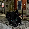 Ashkann a rejoint le concours — aidez-le/la à gagner de superbes lots ! dog, black_dog, night, street, stone_wall, stop_sign, building, window, door, leash, pavement, urban, animal, pet, ears, face, eyes, resting, quiet, outdoor