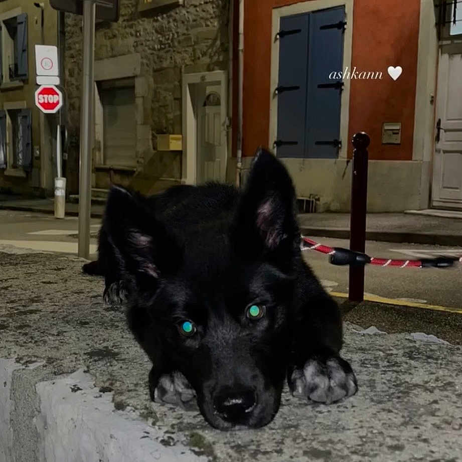 Ashkann a rejoint le concours — aidez-le/la à gagner de superbes lots ! dog, black_dog, night, street, stone_wall, stop_sign, building, window, door, leash, pavement, urban, animal, pet, ears, face, eyes, resting, quiet, outdoor