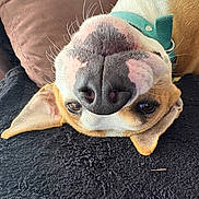Héra participe au concours pour gagner de l'argent avec cette photo : dog, pet, upside_down, nose, whiskers, brown, white, collar, blanket, cushion, cozy, indoor, close_up, playful, animal, canine, ears, fur, relaxed, cute