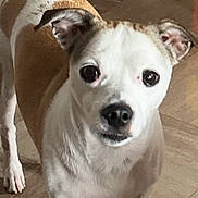 Kyo is registered to the contest to win money with this photo: dog, pet, animal, indoor, floor, curious, ears, tail, white, brown, small_dog, standing, looking, canine, domestic, fur, eyes, nose, paws, house