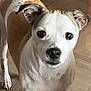 dog, pet, animal, indoor, floor, curious, ears, tail, white, brown, small_dog, standing, looking, canine, domestic, fur, eyes, nose, paws, house