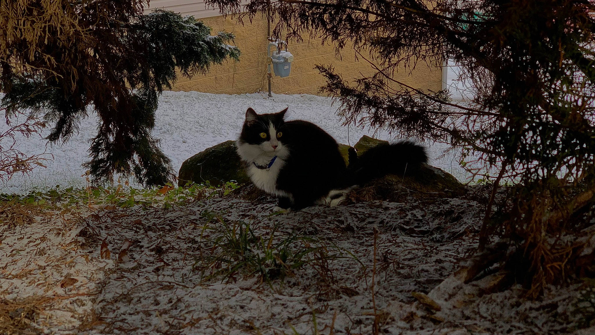 Gus is registered to the contest to win money with this photo: carnivore, cat, domestic_short_haired_cat, felidae, fur, grass, lake, landscape, plant, small_to_medium_sized_cats, soil, tail, tree, trunk, twig, water, whiskers, wildlife, winter, wood