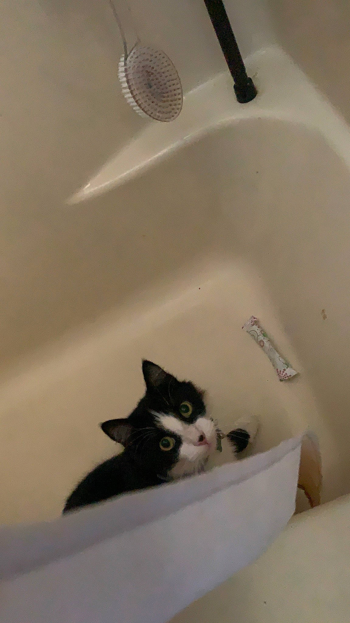 Gus joined the competition — help win amazing prizes! bathroom, bathroom_sink, carnivore, cat, ceramic, domestic_short_haired_cat, felidae, flooring, hardwood, household_hardware, microphone, pet_supply, plumbing, plumbing_fixture, sink, small_to_medium_sized_cats, tap, whiskers, white, wood