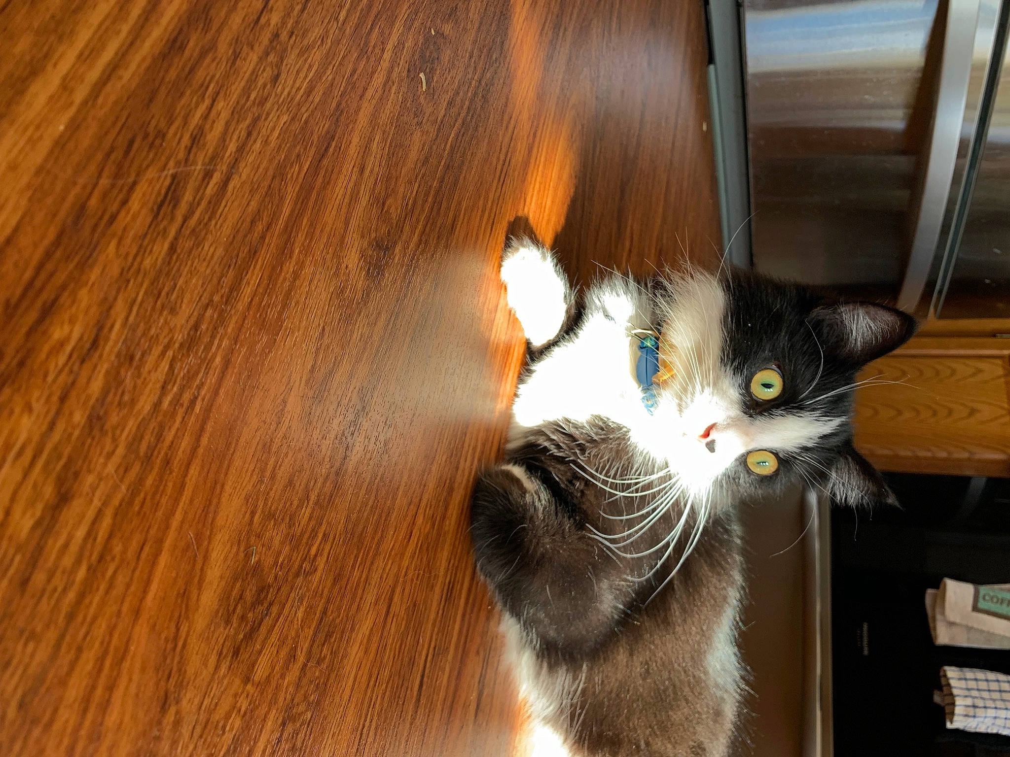 Gus is registered to the contest to win money with this photo: carnivore, cat, domestic_short_haired_cat, door, felidae, floor, flooring, fur, hardwood, paw, plank, plywood, small_to_medium_sized_cats, snout, tail, varnish, whiskers, window, wood, wood_stain